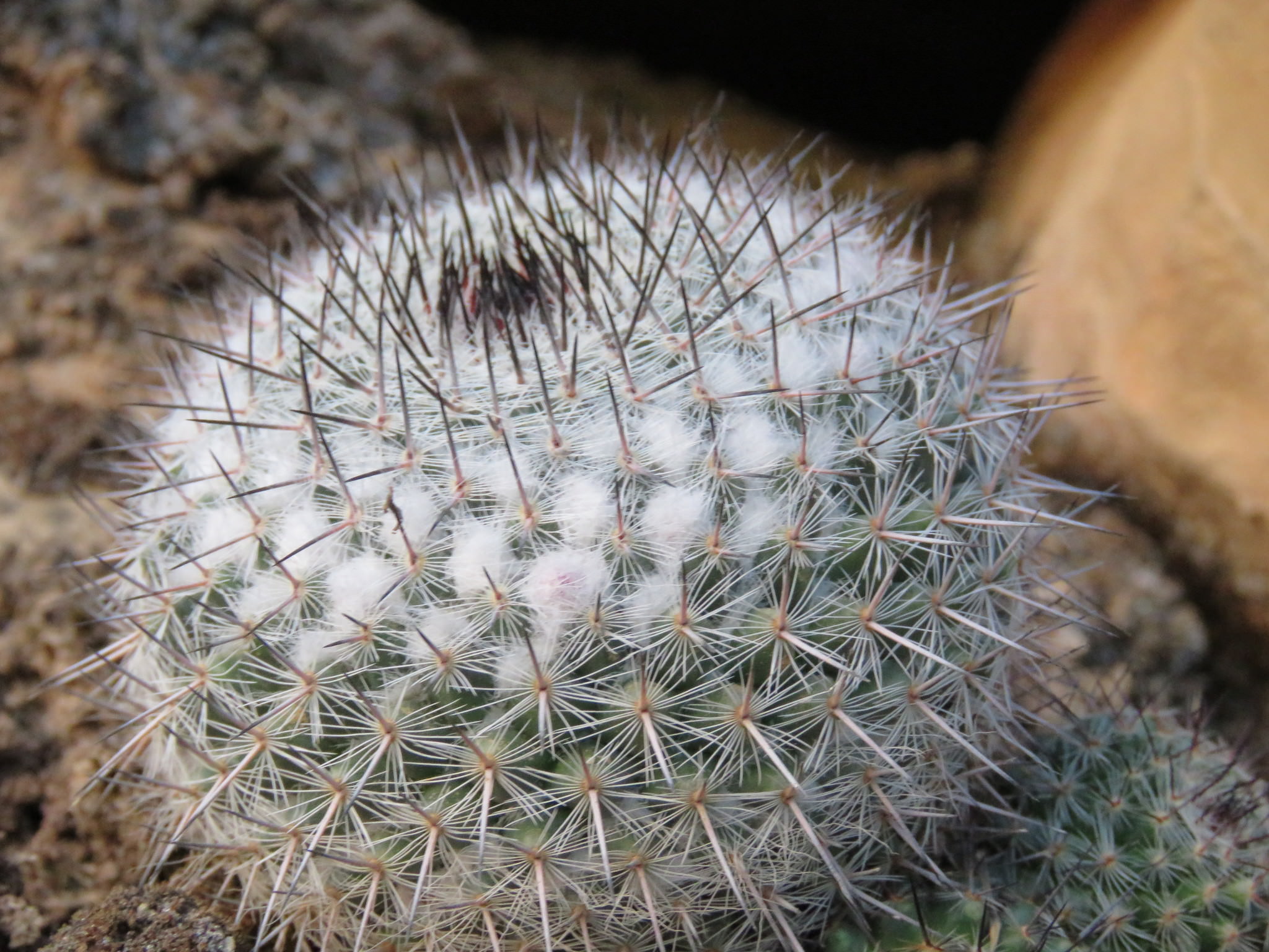 Mammillaria hahniana